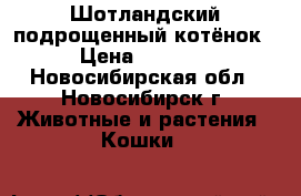 Шотландский подрощенный котёнок › Цена ­ 2 500 - Новосибирская обл., Новосибирск г. Животные и растения » Кошки   